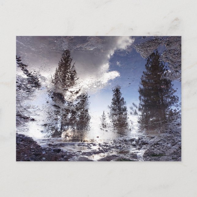 Bäume, die im Regenwasser reflektieren Postkarte (Vorderseite)