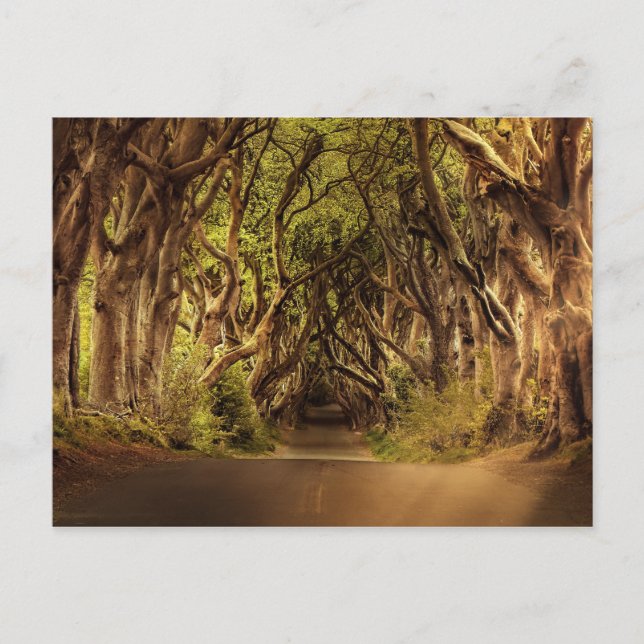 Bäume entlang der Straße in Nordirland Postkarte (Vorderseite)