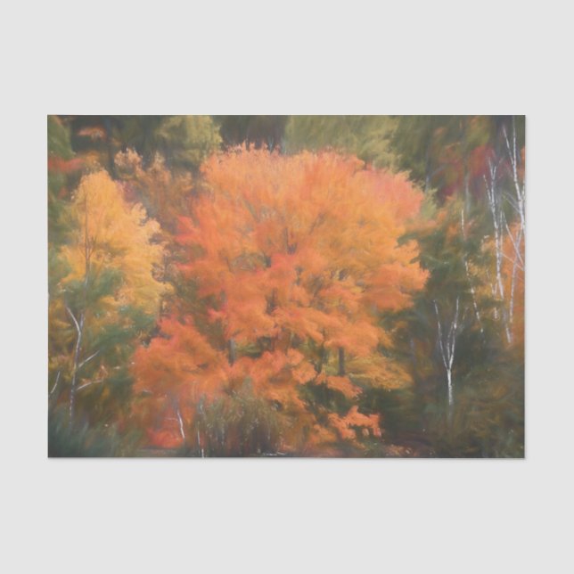 Bäume Fall Wald Orange Gelb schön Seidenpapier (Vorderseite)