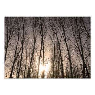 Bäume Fotodruck
