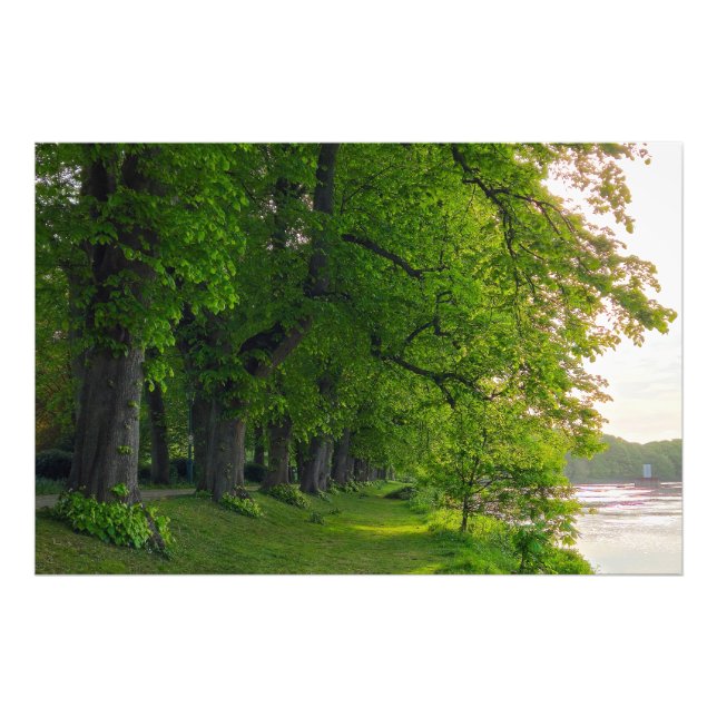 Bäume Fotodruck (Vorne)