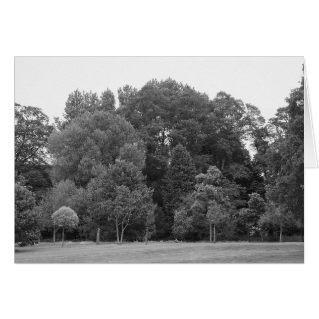Bäume im Bute Park, Cardiff - BW (Vorderseite (Horizontal))