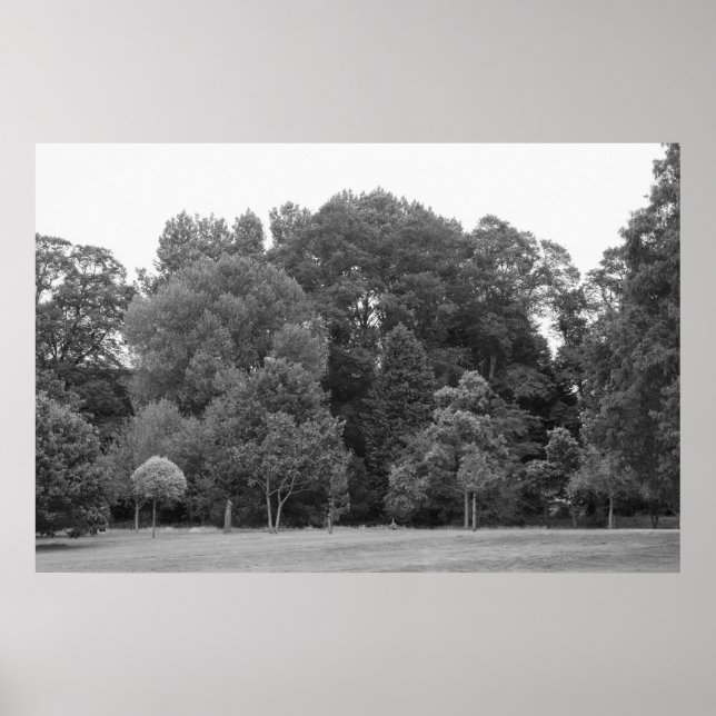Bäume im Bute Park, Cardiff - BW Poster (Vorne)