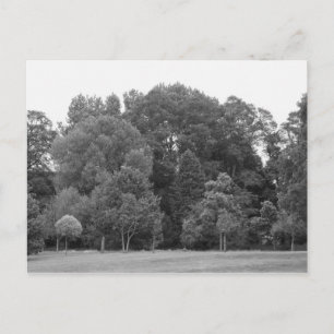 Bäume im Bute Park, Cardiff - BW Postkarte