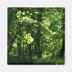 Bäume im Frühling. Bute Park, Cardiff. Wales Magnet