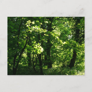 Bäume im Frühling. Bute Park, Cardiff. Wales Postkarte