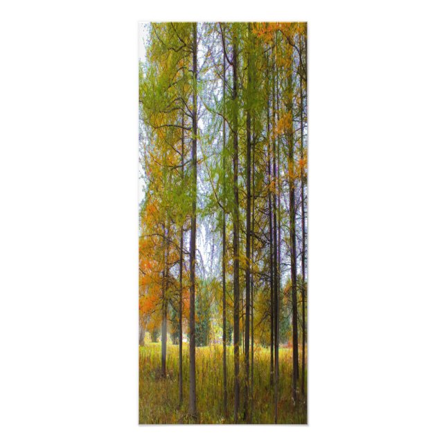 Bäume im Herbst Fotodruck (Vorne)
