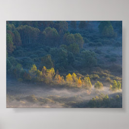 Bäume im Morgennebel Poster