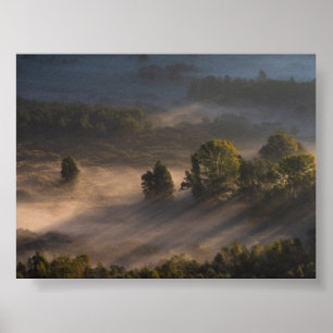 Bäume im Morgennebel Poster