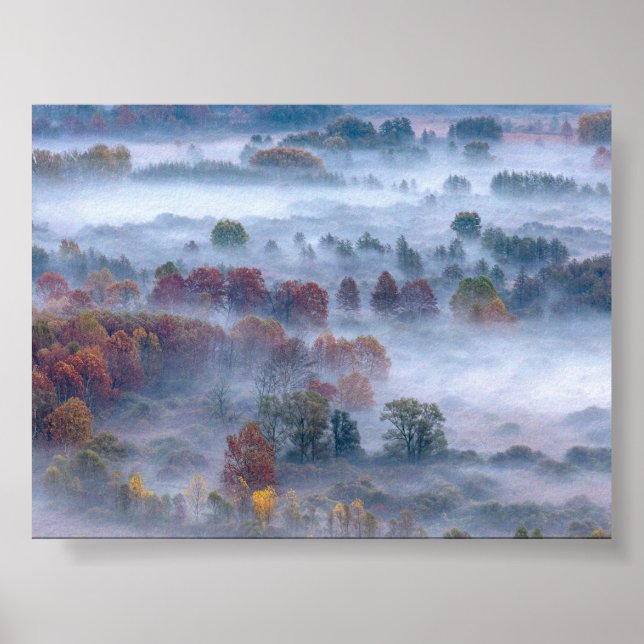 Bäume im Morgennebel Poster (Vorne)