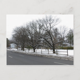 Bäume im Schnee Postkarte