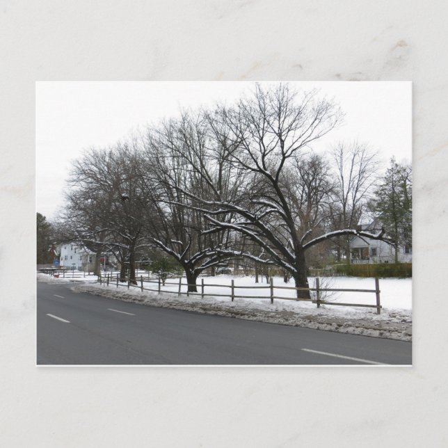 Bäume im Schnee Postkarte (Vorderseite)