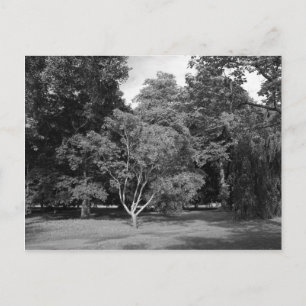 Bäume im Sommer BW Postkarte