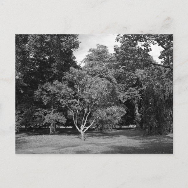 Bäume im Sommer BW Postkarte (Vorderseite)