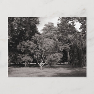 Bäume im Sommer - warme, kräftige BW Postkarte