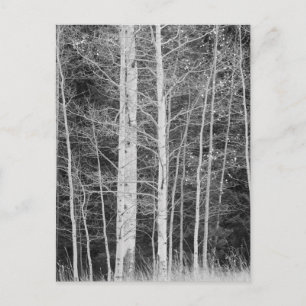 Bäume im Wald während des Winters Postkarte