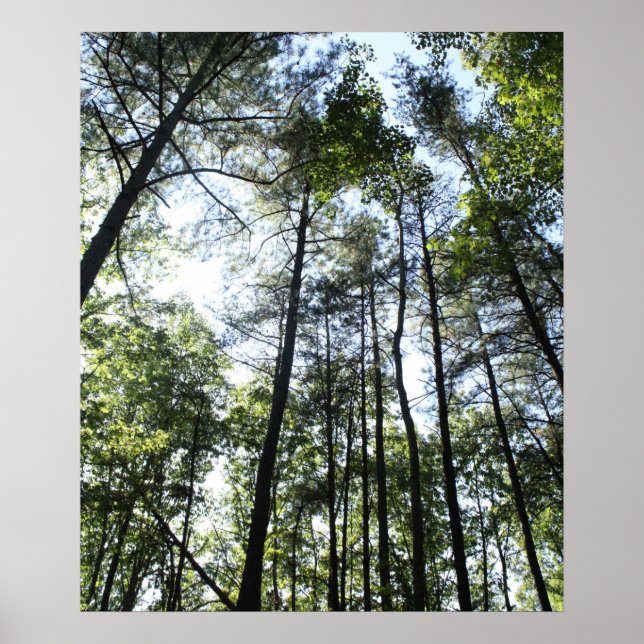 Bäume im Wasser in der Sonne Poster (Vorne)