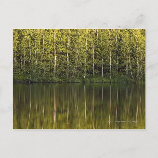 Bäume im Wasser Postkarte (Vorderseite)