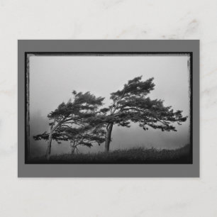 Bäume im Wind Postkarte