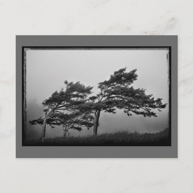Bäume im Wind Postkarte (Vorderseite)