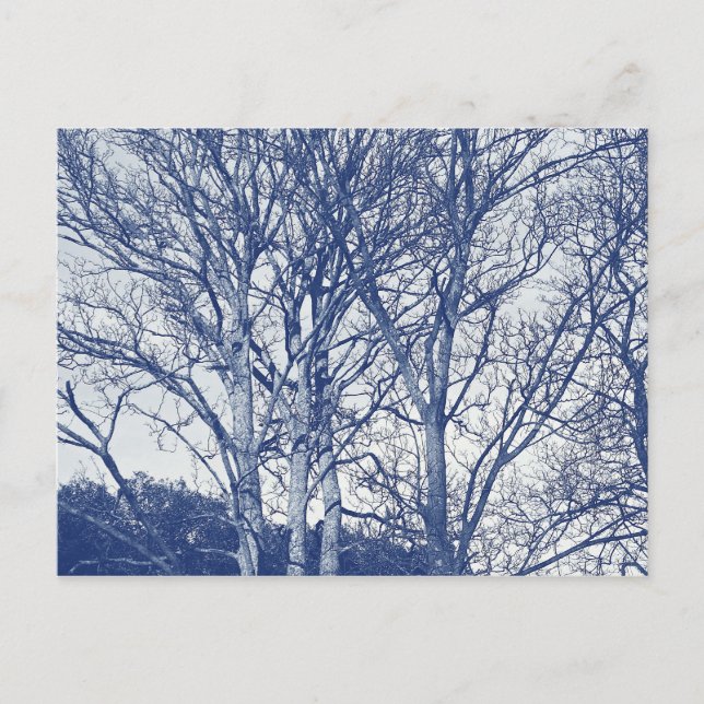 Bäume im Winter - Cyanotypeffekt Postkarte (Vorderseite)