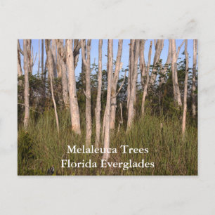 Bäume in den Everglades, Melaleuca TreesFlorida... Postkarte