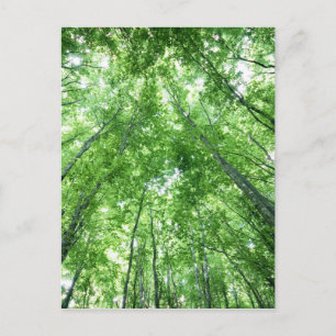 Bäume in einem Wald von der Ansicht von unten Postkarte