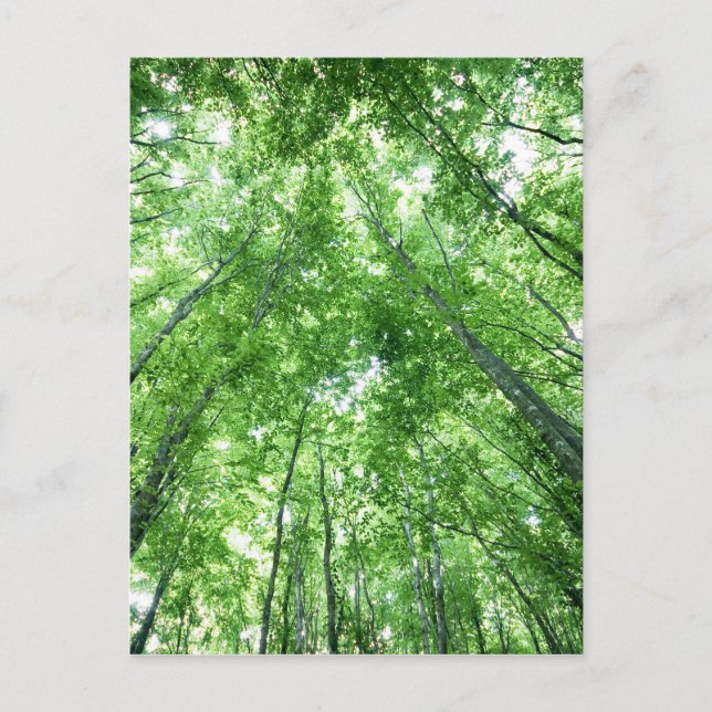 Bäume in einem Wald von der Ansicht von unten Postkarte (Vorderseite)