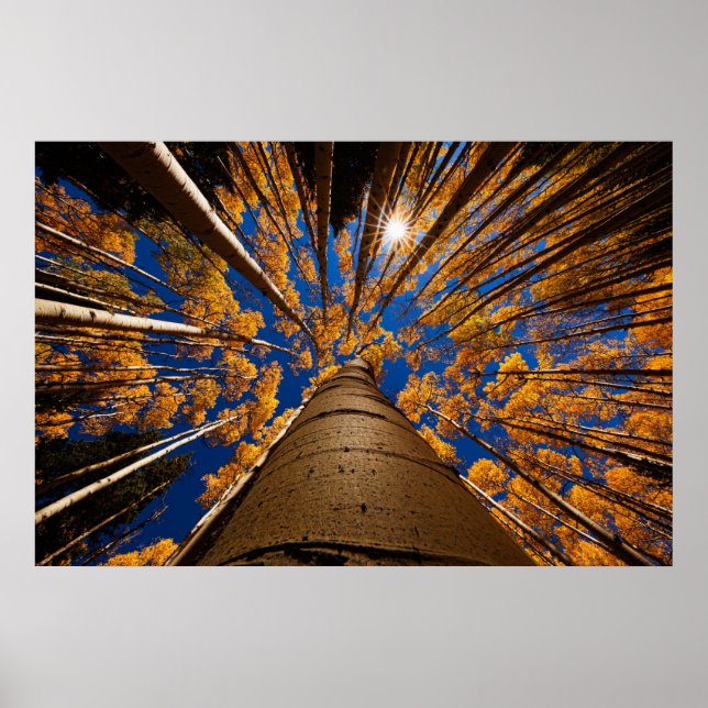 Bäume in Flagstaff, Arizona (Gipfel von San Franci Poster (Vorne)