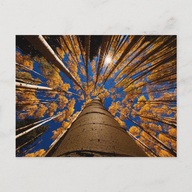 Bäume in Flagstaff, Arizona (Gipfel von San Franci Postkarte (Vorderseite)