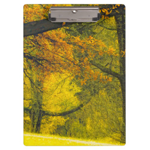 Bäume in Herbstfarben Klemmbrett
