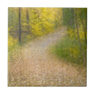 Bäume in Herbstfarben und mit Blättern bedeckter W Fliese