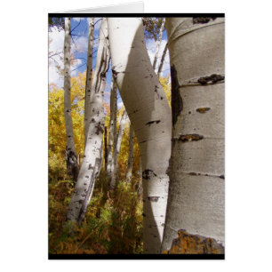 Bäume in Jackson Hole