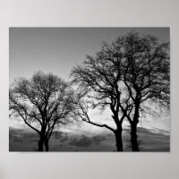 Bäume in Schwarz-Weiß-Poster
