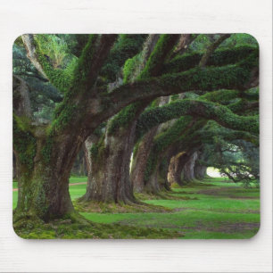 BÄUME LOUISIANAS LIVE OAK MOUSEPAD