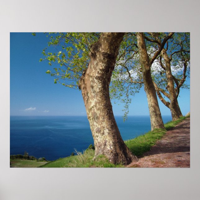 Bäume mit Blick auf den Ozean Poster (Vorne)