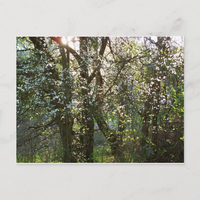 Bäume mit Frühlingsblüten Postkarte (Vorderseite)