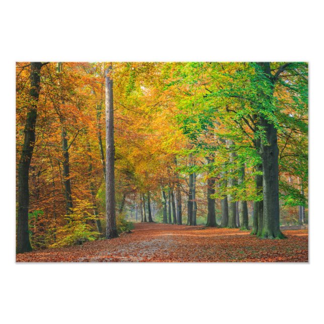 Bäume mit Herbstblättern in einem Wald Fotodruck (Vorne)