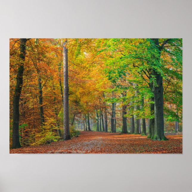 Bäume mit Herbstblättern in einem Wald Poster (Vorne)
