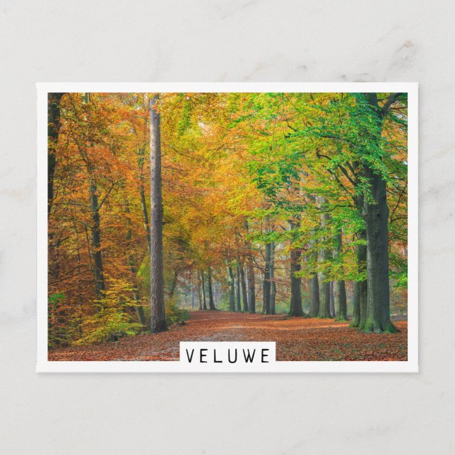 Bäume mit Herbstblättern in einem Wald Postkarte (Vorderseite)