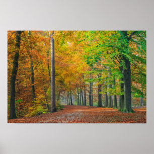 Bäume mit Herbstlaub in einem Wald Poster