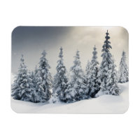Bäume mit Hoarfrost und Schnee bedeckt
