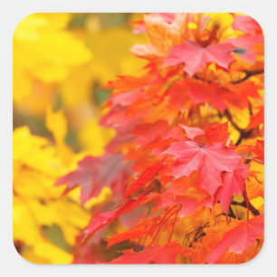 Bäume mit Orangen-und Gelb-Blätter im Fall Quadratischer Aufkleber