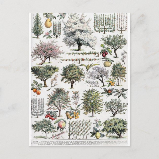 Bäume Pflanze Frucht Vintag Botanische Postkarte (Vorderseite)