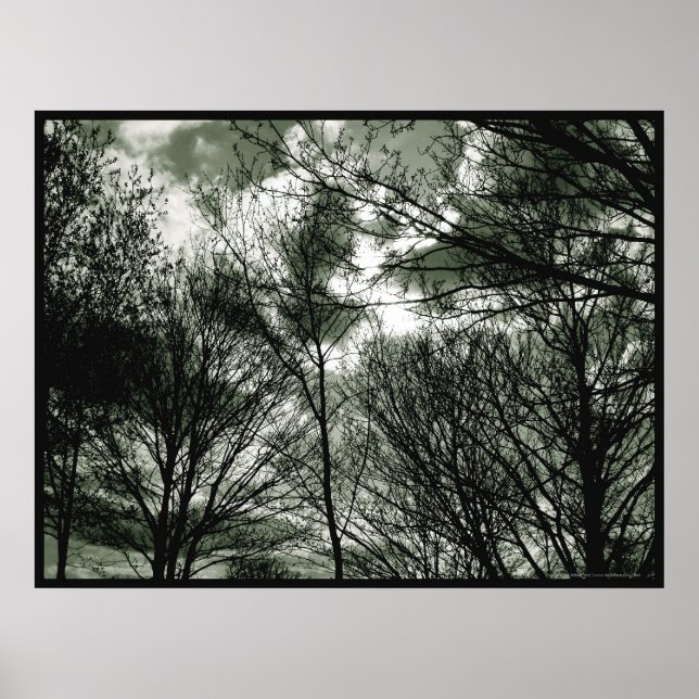 Bäume | Poster (Vorne)