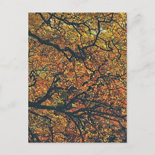 BÄUME POSTKARTE (Vorderseite)