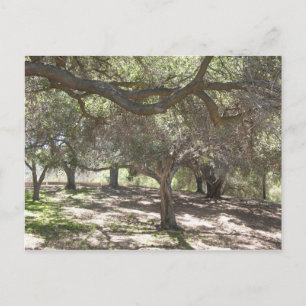 Bäume - Postkarte