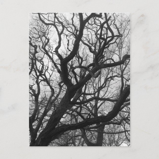 Bäume Postkarte (Vorderseite)