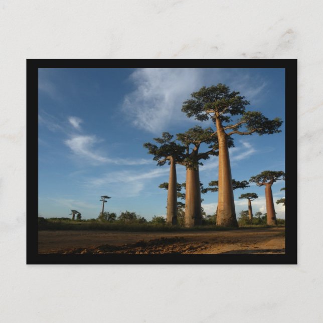 BÄUME POSTKARTE (Vorderseite)