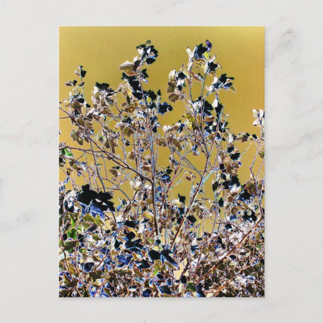 BÄUME POSTKARTE (Vorderseite)